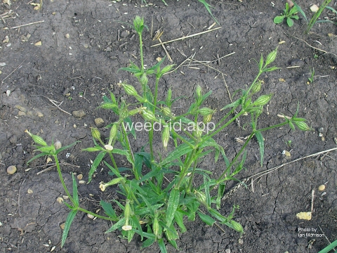 catchfly, nightflowering